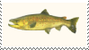 Trout